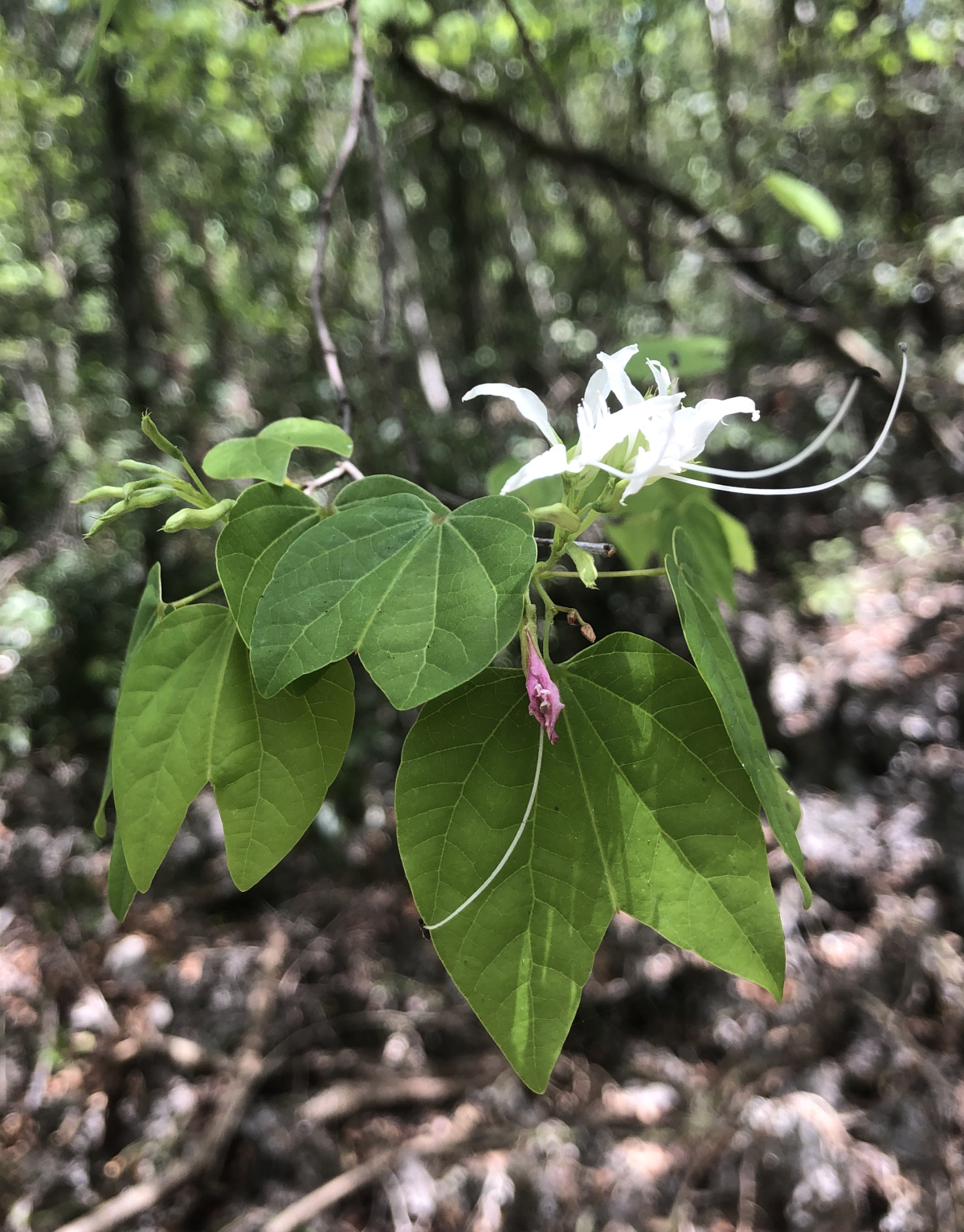 Image of a lush green Bullhoof plant with small pink flower as part of the national tree planting (NTP) initiative led by the Cayman Islands Government under the MSCRW.